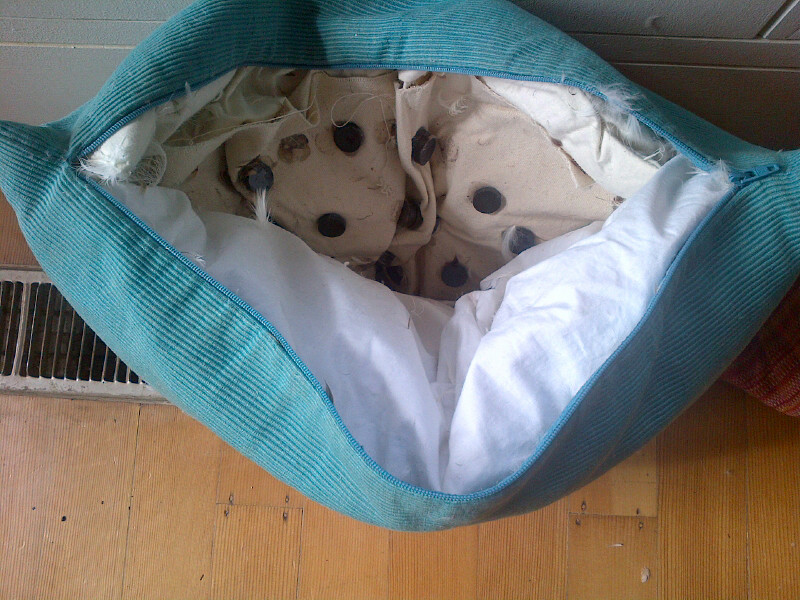 Magnetic Pillows - the strength and spacing researched by Aajonus